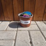 Klinček sivý (Dianthus Gratianopolitanus) 'WHATFIELD MAGENTA' - kont. C1L